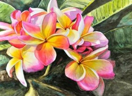 Rainbow Plumeria Flowers 80 * 1