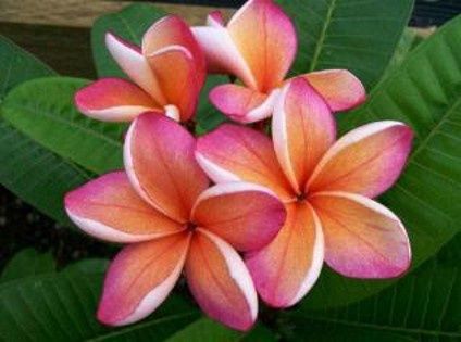 PU'A PINK FLOWERS80*120 FRAMELE