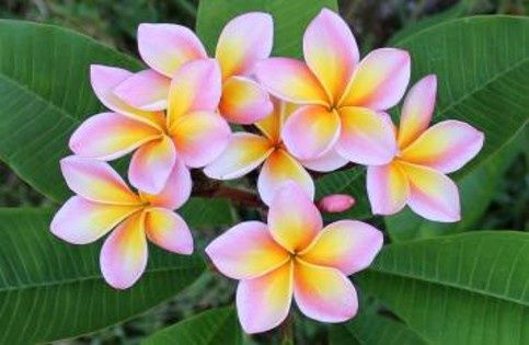 Plumeria Species 80 * 120 FRAME