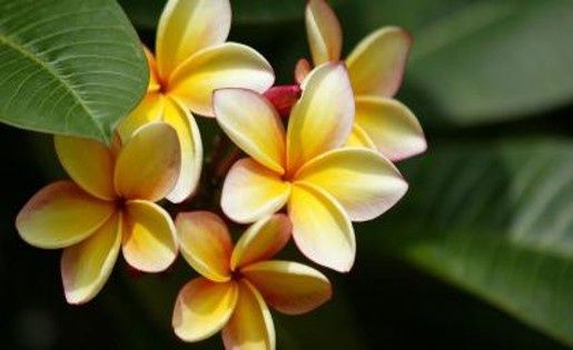 Orange Plumeria Flower 80 * 120