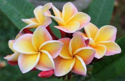 plumeria shrub 80 * 120 FRAMELE