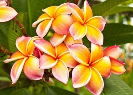 PLUMERIA FLOWERS 80*120 FRAMELE