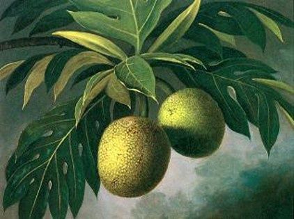 Breadfruit80 * 120 FRAMELESS