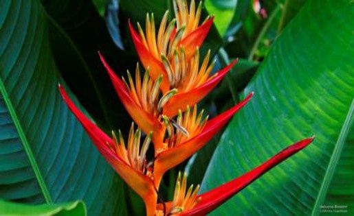 heliconia FLOWERS 80 * 120 FRAM