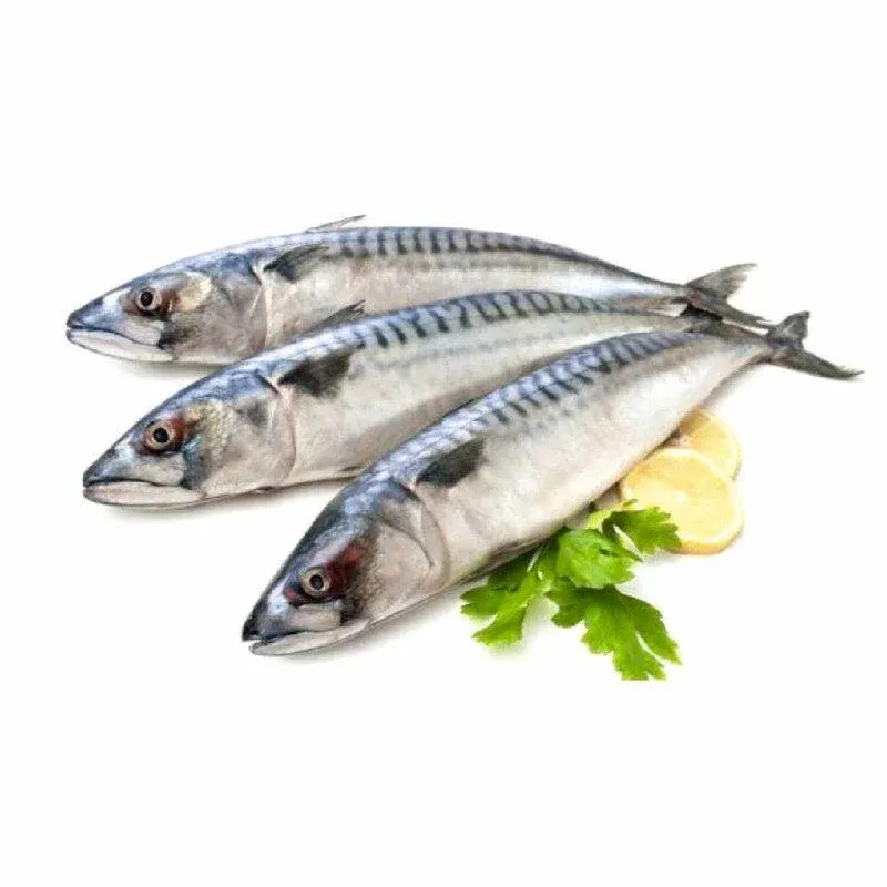 Frozen Mackerel