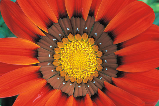 Olive Art Online Store
