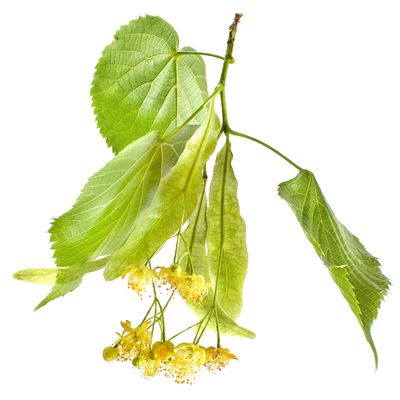 Hierbas Aromaticas y Flores