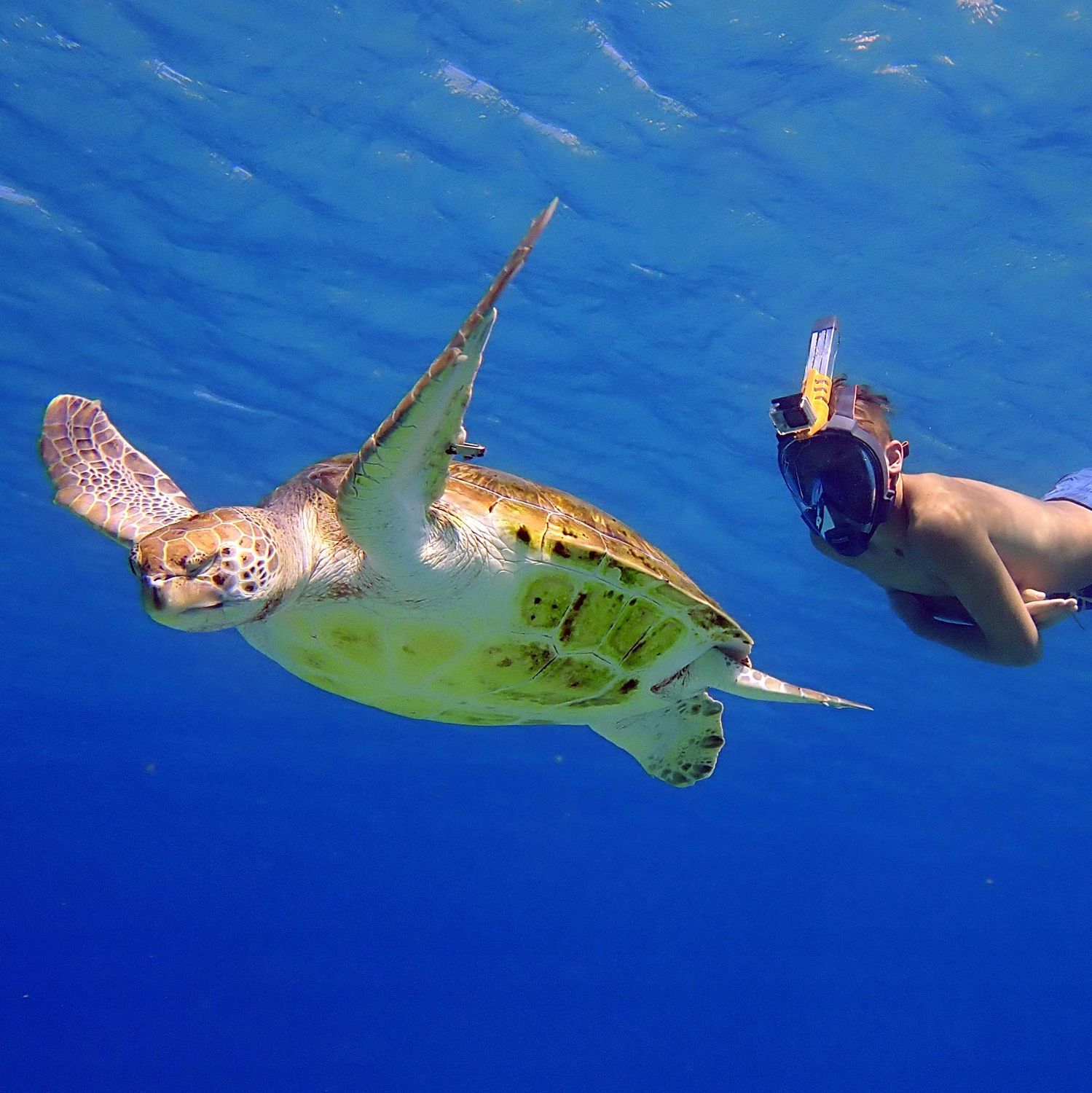 Maska pełnotwarzowa do snorkelingu Ocean Reef ARIA QR+ S/M