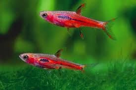 Rasbora Mosquito "Chilli"