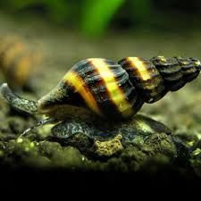 Assassin Snail (Clea helena)