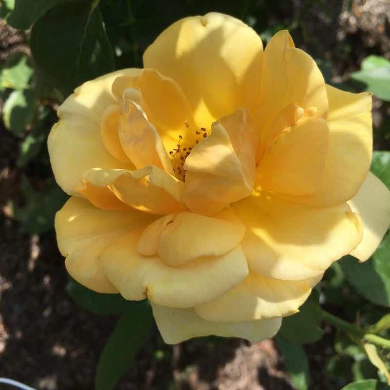 Golden Scepter Hybrid Tea Rose
