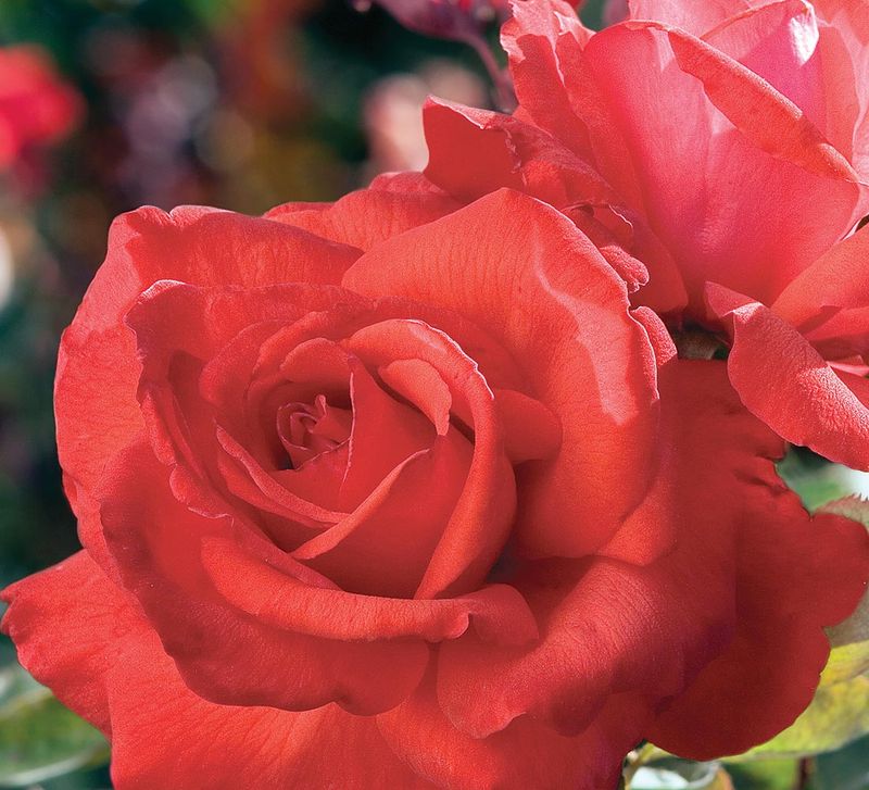 Dolly Parton Hybrid Tea Rose