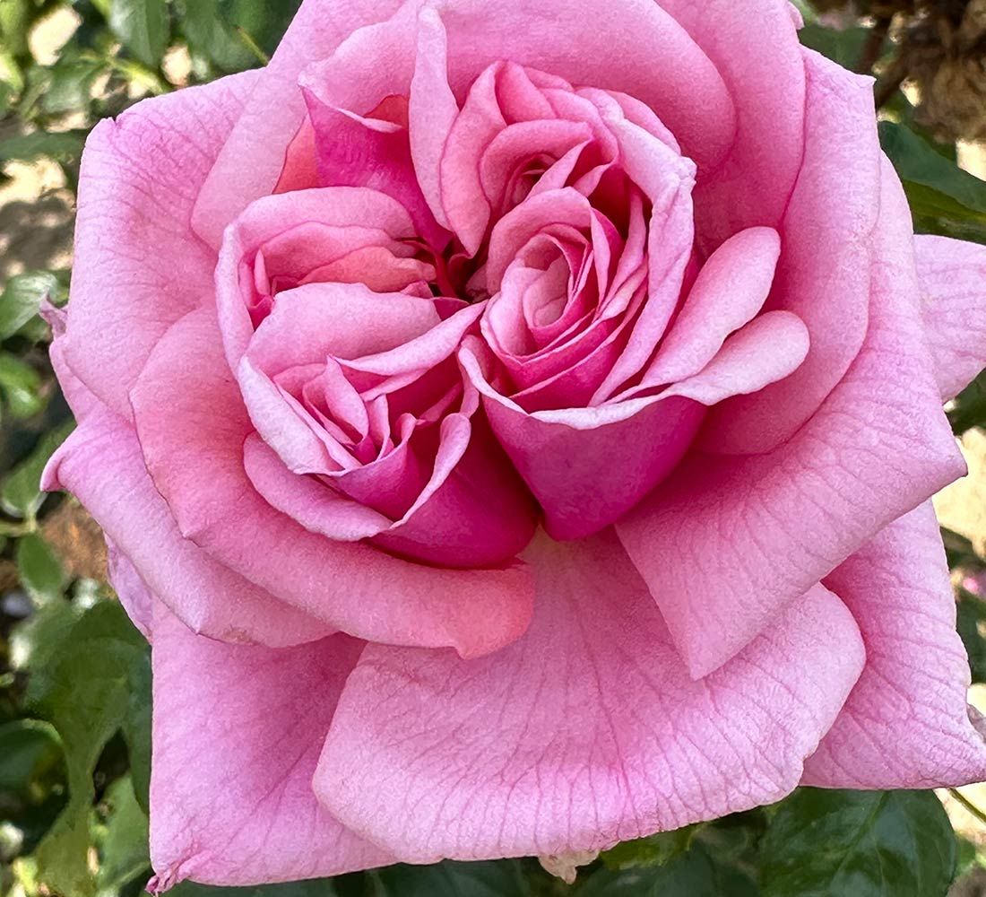Aloha 49 Hybrid Tea Rose