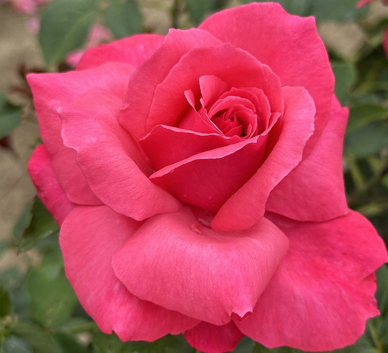 Electron Hybrid Tea Rose