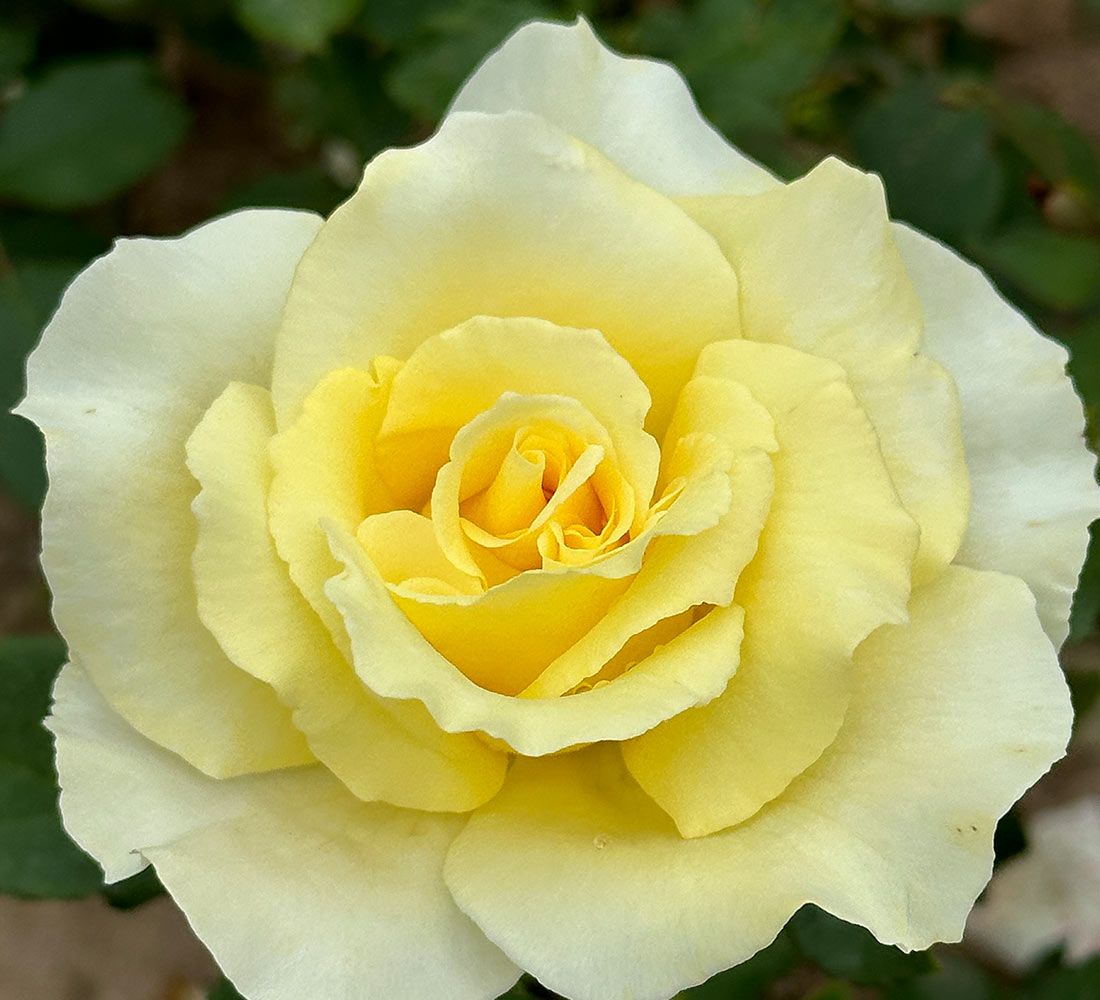 Elina Hybrid Tea Rose