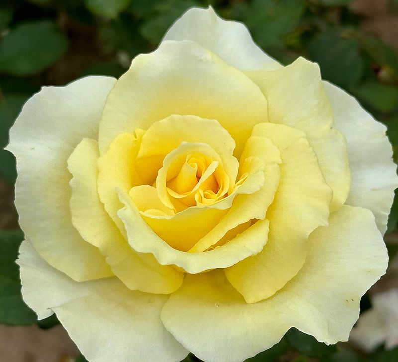 Elina Hybrid Tea Rose