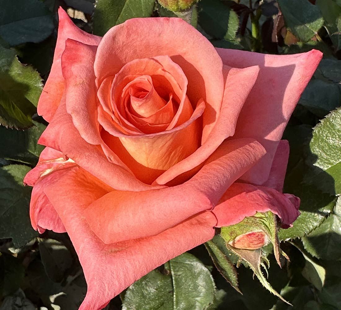 Folklore Hybrid Tea Rose