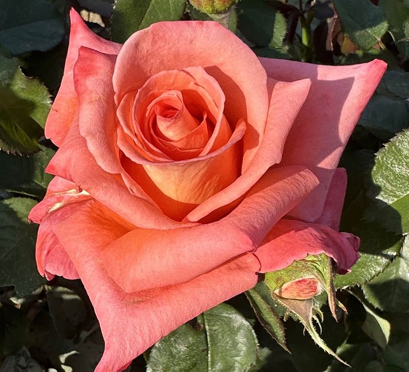 Folklore Hybrid Tea Rose