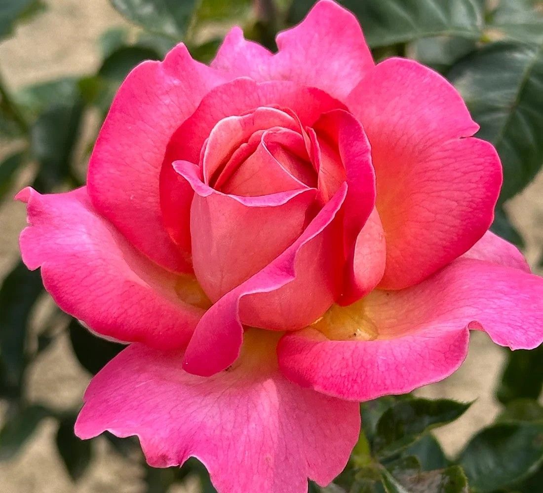 Chicago Peace Hybrid Tea Rose
