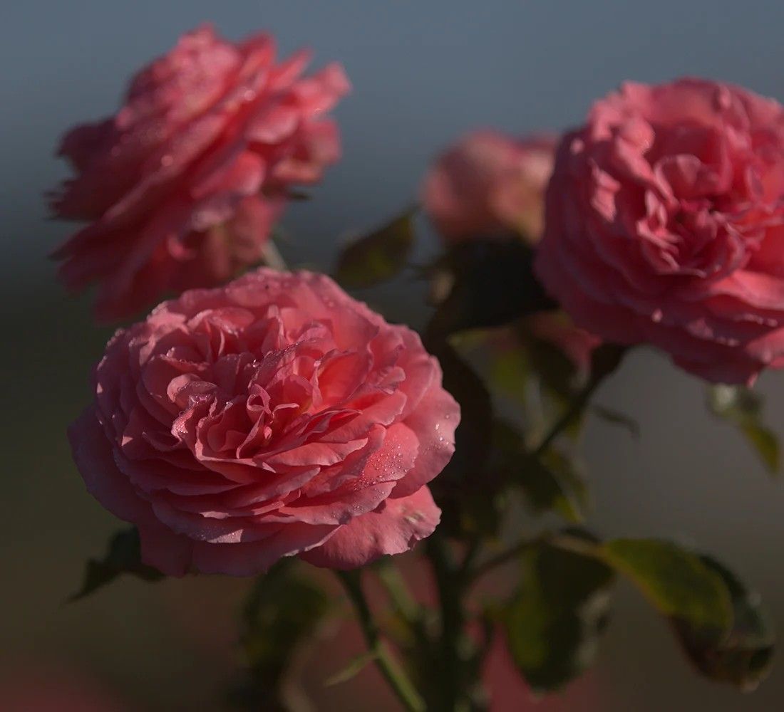 Rebekah Hybrid Tea Rose