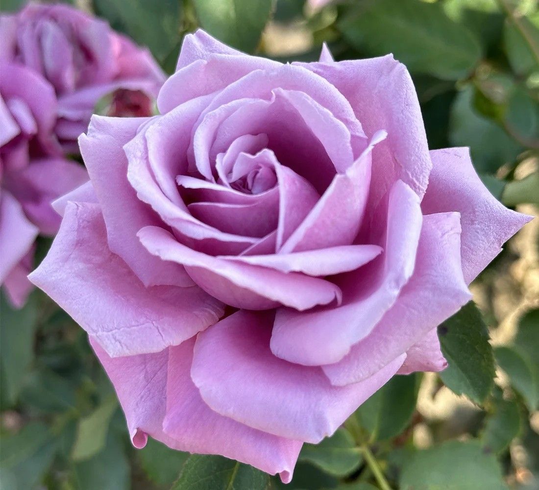 Charles De Gaulle Hybrid Tea Rose