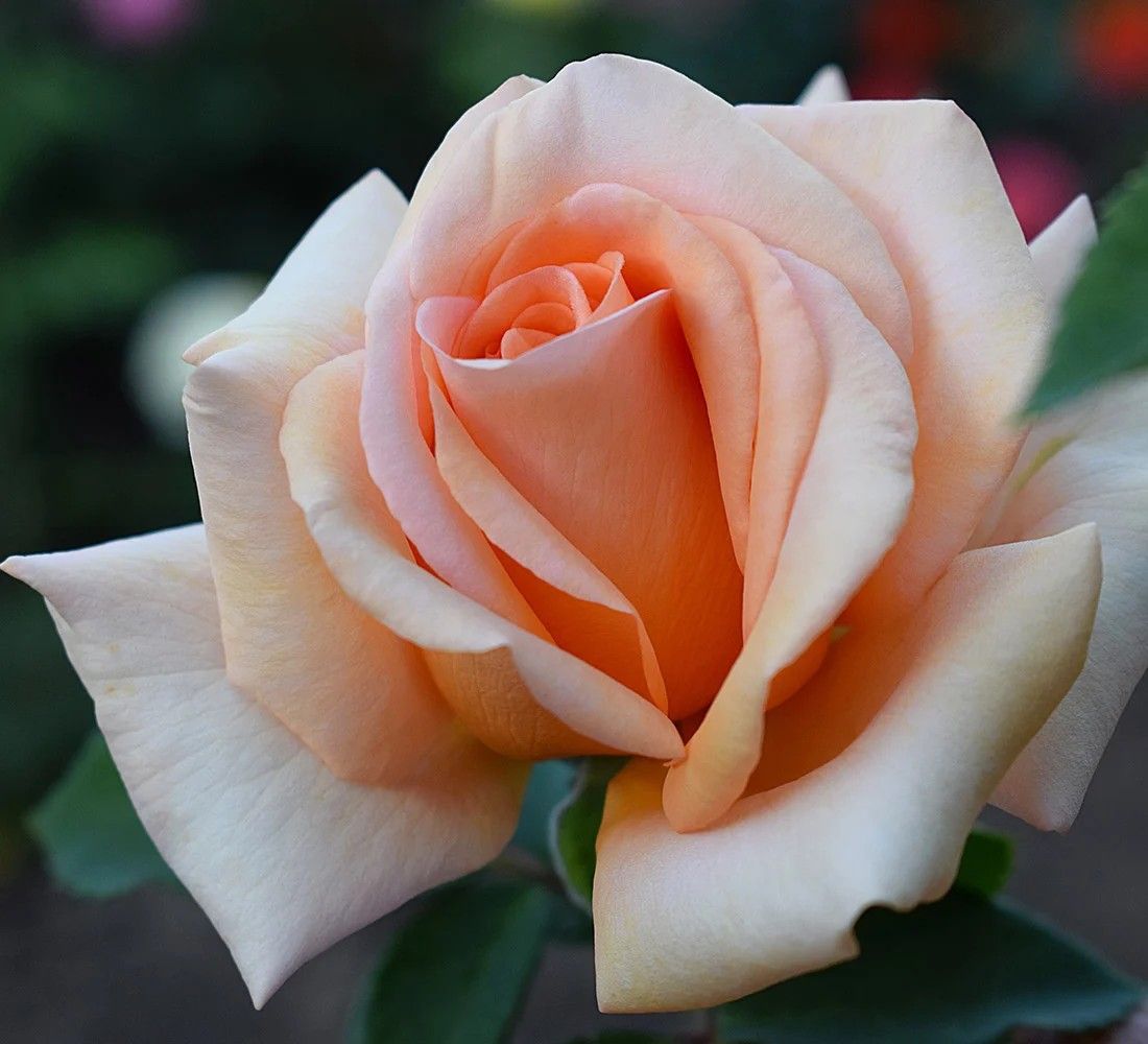 Warm Wishes Hybrid Tea Rose