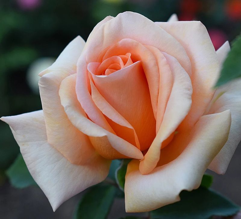 Warm Wishes Hybrid Tea Rose