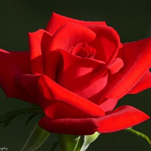 Olympiad Hybrid Tea Rose