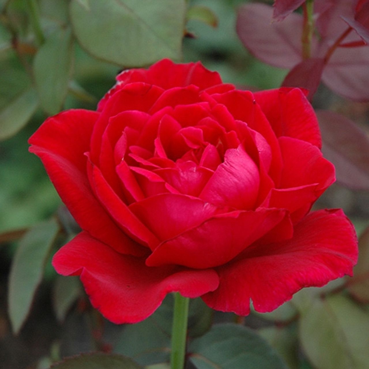Mister Lincoln Hybrid Tea Rose
