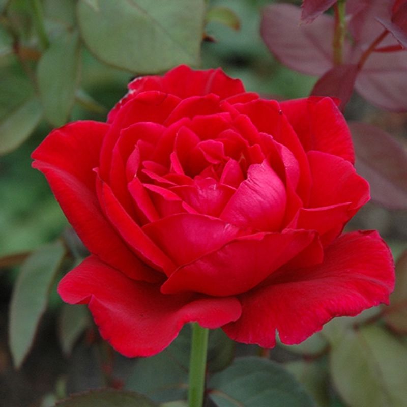 Mister Lincoln Hybrid Tea Rose