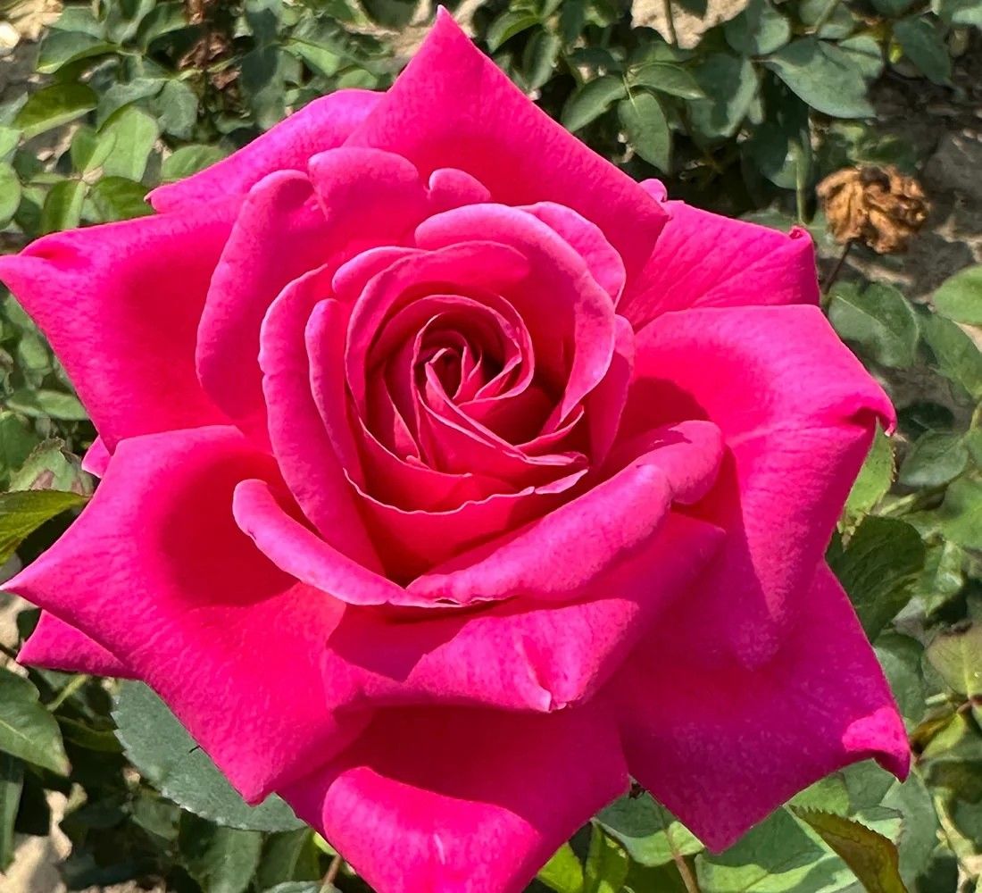 Pink Peace Hybrid Tea Rose