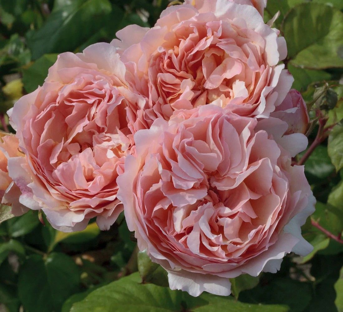 Princesse Charlene De Monaco Hybrid Tea Rose