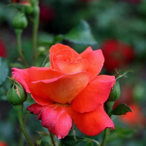 Las Vegas Hybrid Tea Rose