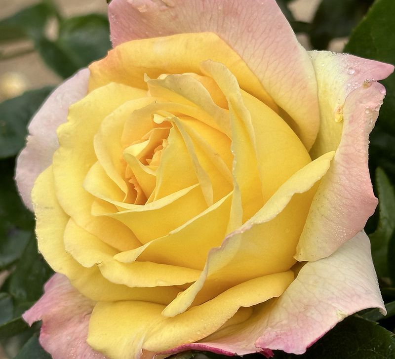 Peace Hybrid Tea Rose
