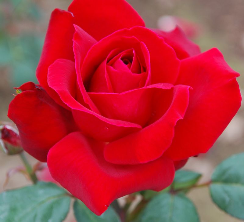 Love&#39;s Magic Hybrid Tea Rose