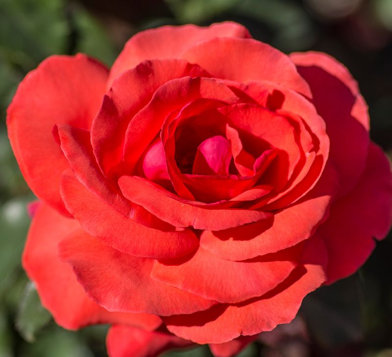 Fragrant Cloud Hybrid Tea Rose