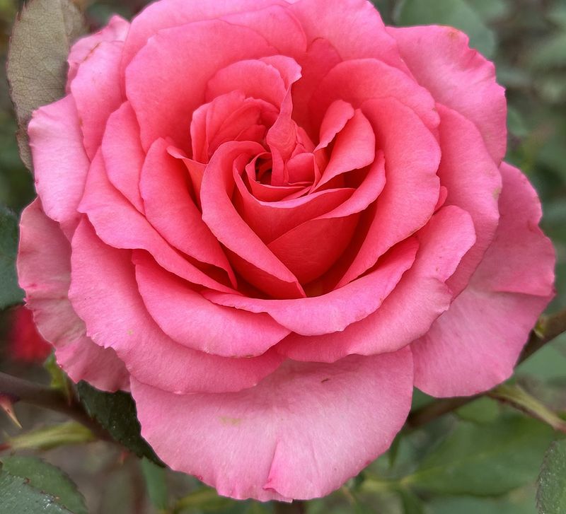 Mondiale Hybrid Tea Rose