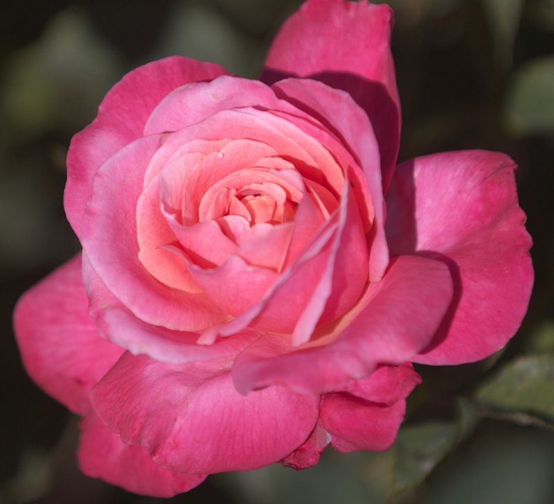 Portrait Hybrid Tea Rose
