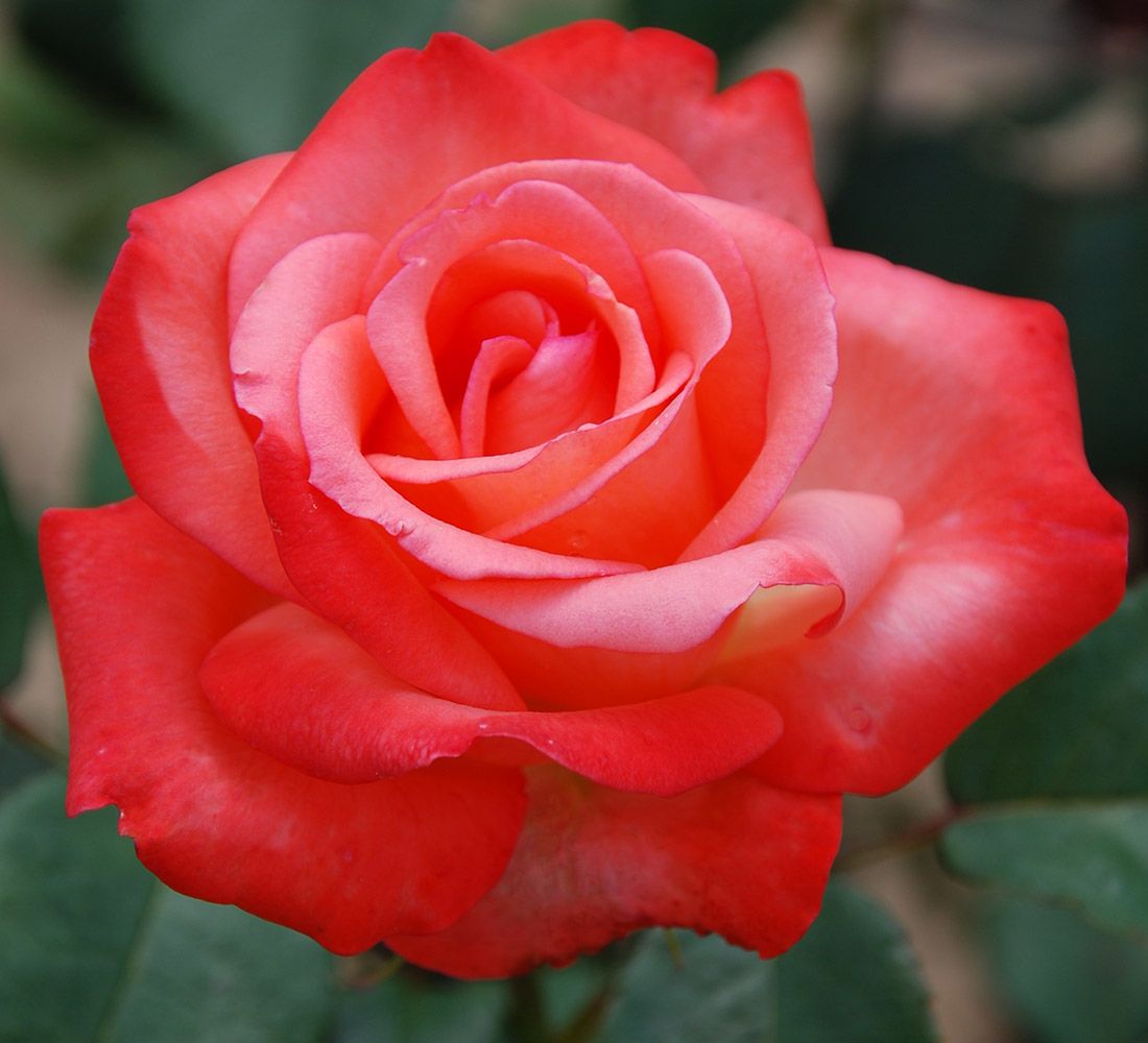 Princess Diana Hybrid Tea Rose