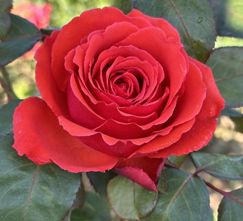 Rita MacNeil Hybrid Tea Rose