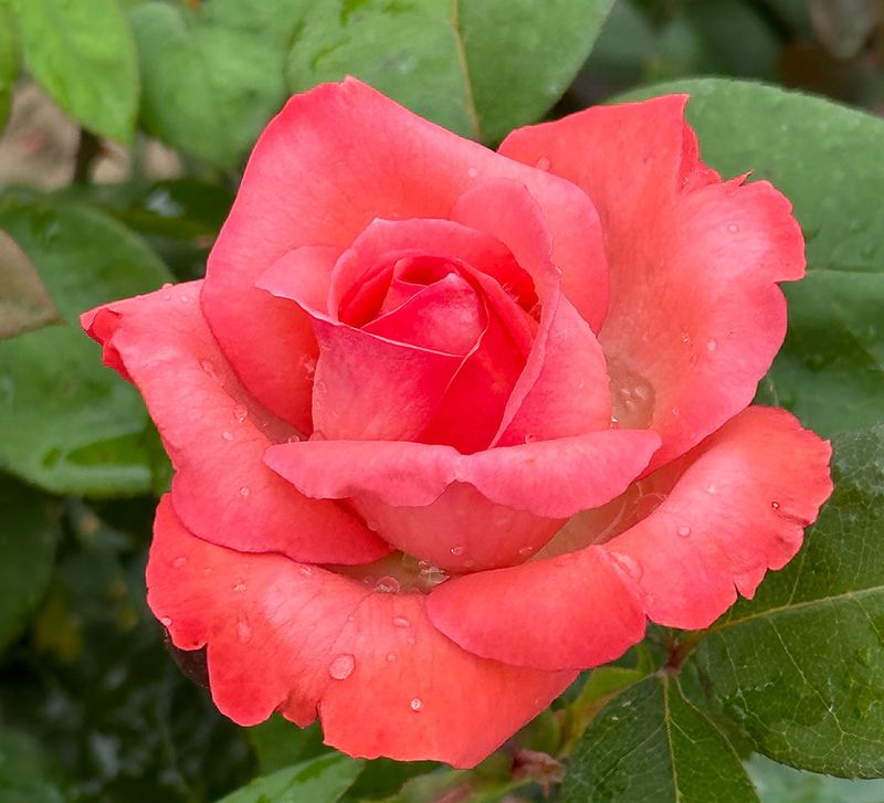 Pink Panther Hybrid Tea Rose