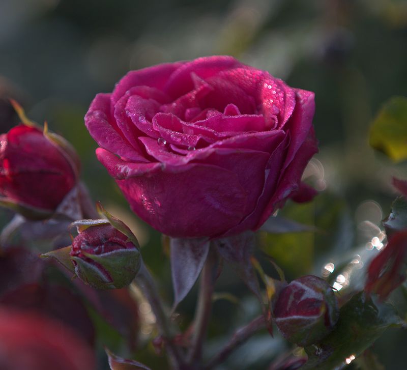 Smooth Velvet Hybrid Tea Rose