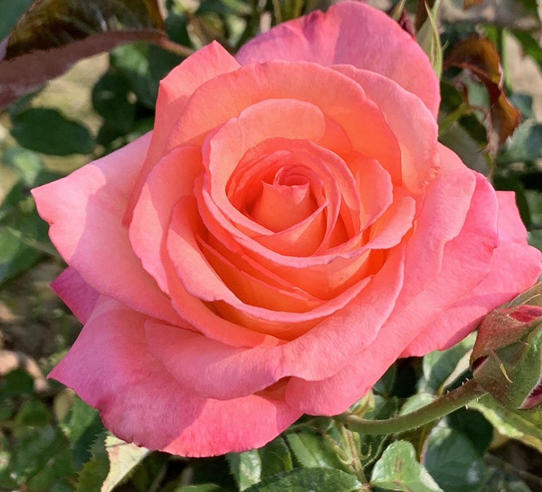 The World Hybrid Tea Rose