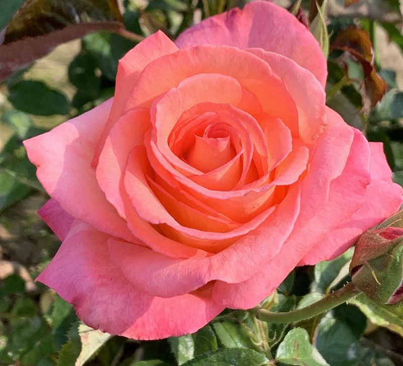 The World Hybrid Tea Rose