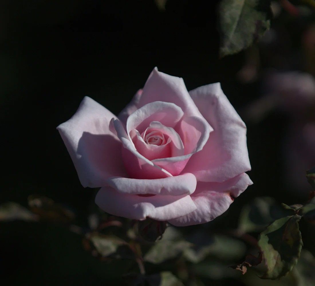 Blossomtime Climber Rose