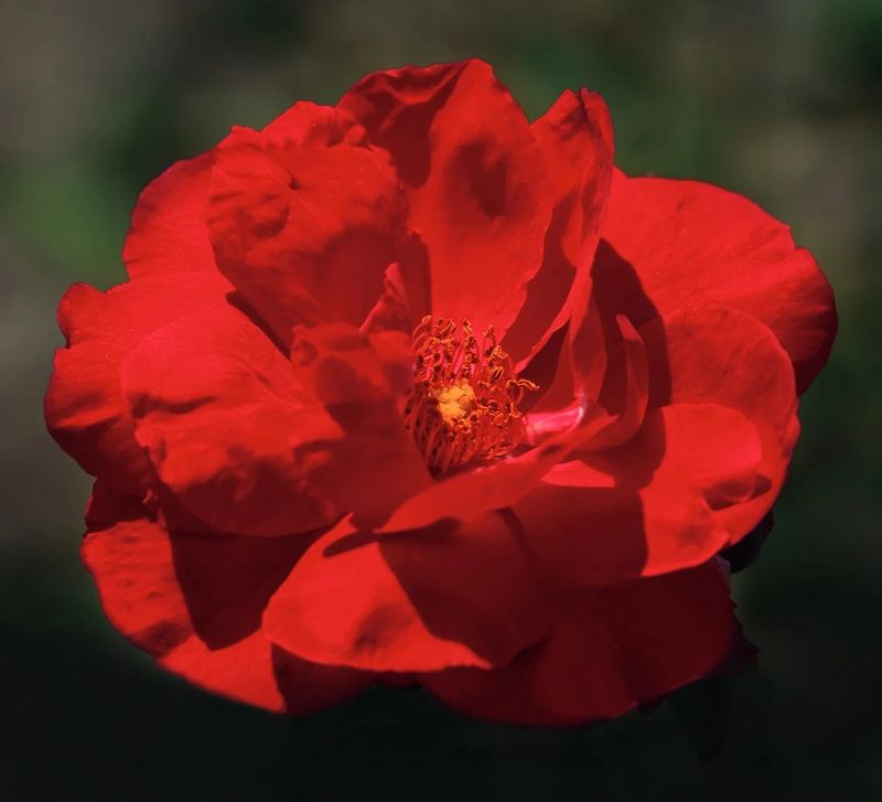 Blaze Improved Climber Rose