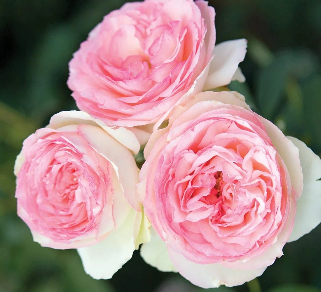 Eden Climber Rose