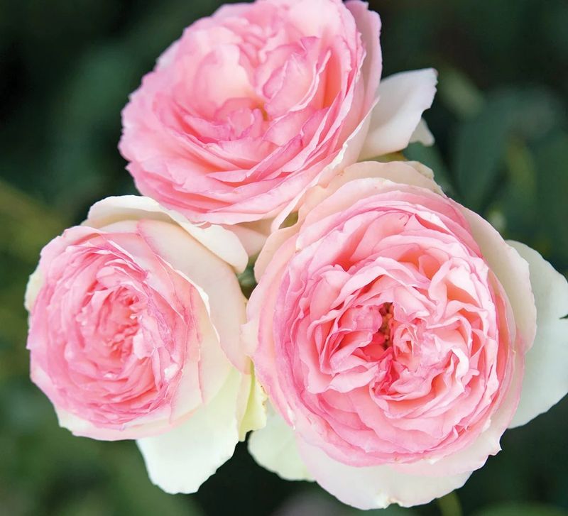 Eden Climber Rose
