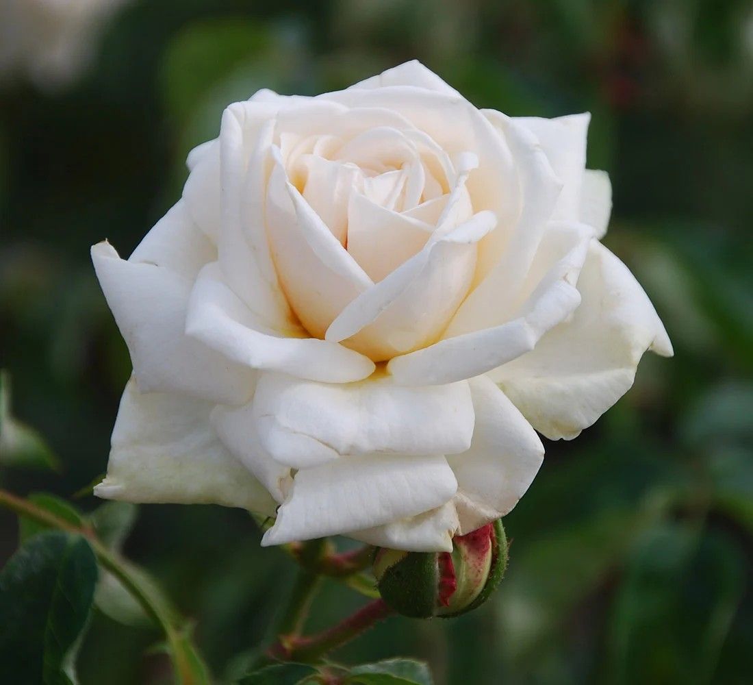 Ilse Krohn Superior Climber Rose