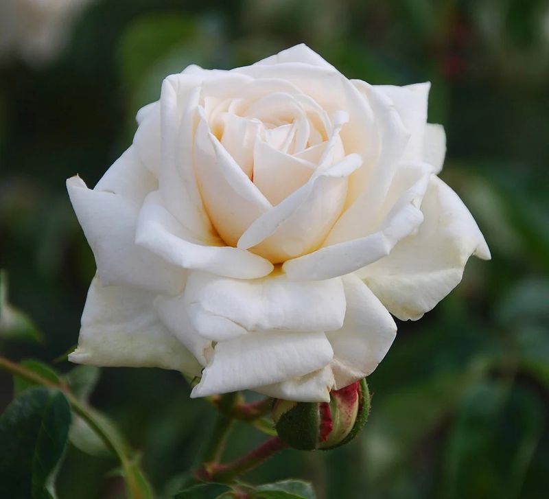 Ilse Krohn Superior Climber Rose